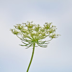 Floral, flower, flora, floral photography, flower photography, photography, Bloom, blossom, nature, macro, close up, close-up, close_up, beauty, beautiful, Virginia horticulture, garden, floral photography, nature photography, macro photography, Queen Anne’s Lace, white, Daucus carota, wild carrot, bird's nest, bishop's lace
