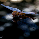 Cicada, molt, wings, reflection, sky, clouds, insect, anthropoda, invertebrate, green, macro, bug, nature, close-up, close up