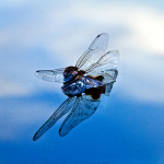 Cicada, molt, wings, reflection, sky, clouds, insect, anthropoda, invertebrate, green, macro, bug, nature, close-up, close up