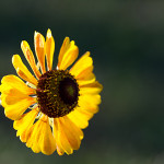 Floral, flower, flora, floral photography, flower photography, photography, Bloom, blossom, nature, macro, close up, close-up, close_up, beauty, beautiful, Virginia horticulture, garden, floral photography, nature photography, macro photography,, coreopsis, baby sun, yellow