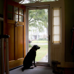 dogs, pet portrait, snowflakes, eyelashdogs, animal portrait, dog, Button, rain, Norfolk, Virginia, labrador, retriever, labrador retriever, black, door, arch, reflection