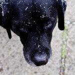 dogs, pet portrait, snowflakes, eyelash, droplet, eye, iris, amber eye, close-up close up, macro, dog eye, animal portrait, dog, Memory, snow, Norfolk, Virginia, labrador, retriever, English labrador retriever, black,
