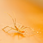 assassin bug, wheel bug, orange assassin bug, insect, anthropoda, invertebrate, Hemiptera, Reduvidae, Pselliopus, barberi, orange, macro, bug, nature, close-up, close up, dust, lint, fur, tangled, tangle, table, wood, bokeh