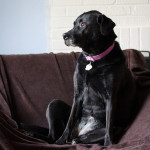 black English Labrador Retriever, pit-bull pitt bull dog puppy, face, nose, eyes, ears, belly, sitting, couch, chair, blanket, mantle, white, brick, pink collar, dogs, adorable, dog, animal, pet, portrait, pet photography, animal portrait, pet portrait, Norfolk, Virginia, Norfolk Virginia, animal photography, pet photography, animal photograph, pet photograph, black Labrador Retriever Pitbull Pittbull dog puppy, face, nose, eyes, ears, whiskers, paw