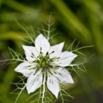 Floral, flower, flora, floral photography, flower photography, photography, Bloom, blossom, nature, macro, close up, close-up, close_up, beauty, beautiful, Virginia horticulture, garden, floral photography, nature photography, macro photography