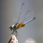 insect, anthropoda, invertebrate, macro, bug, nature, close-up, close up, dragonfly, blue dasher, longipenis, rainbow, blue, female, Pachydiplax longipennis, insect photography, macro photography, nature photography