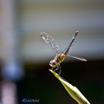 blue dasher, Packydiplax longipennis, dragonfly, yellow stripe, female dragonfly, , obelisk, insect photography, nature photography, Alanamous