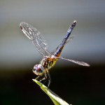 insect, anthropoda, invertebrate, macro, bug, nature, close-up, close up, dragonfly, blue dasher, longipenis, rainbow, blue, female, Pachydiplax longipennis, insect photography, macro photography, nature photography
