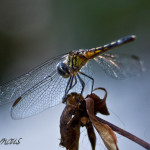blue dasher, Packydiplax longipennis, dragonfly, yellow stripe, female dragonfly, , obelisk, insect photography, nature photography, Alanamous