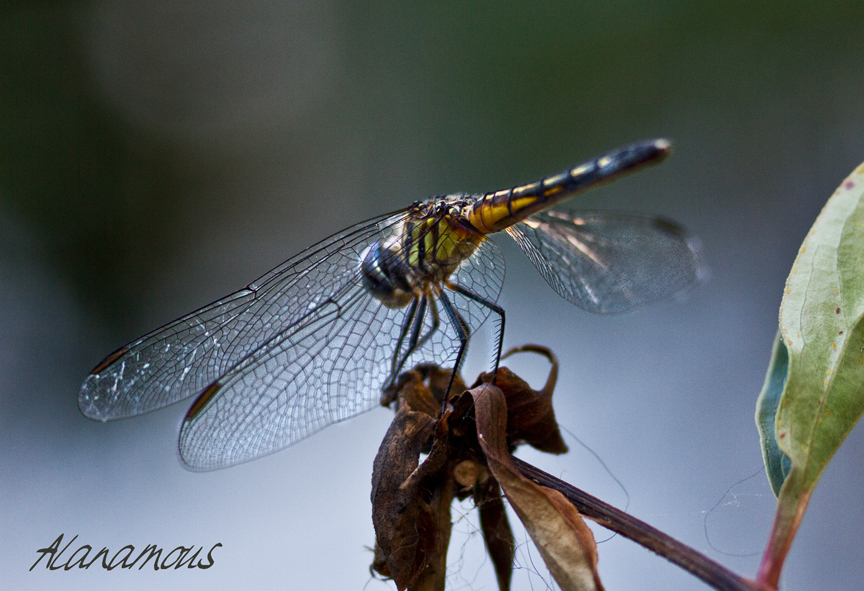 blue dasher, Packydiplax longipennis, dragonfly, yellow stripe, female dragonfly, , obelisk, insect photography, nature photography, Alanamous