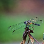 blue dasher, Packydiplax longipennis, dragonfly, yellow stripe, female dragonfly, , obelisk, insect photography, nature photography, Alanamous