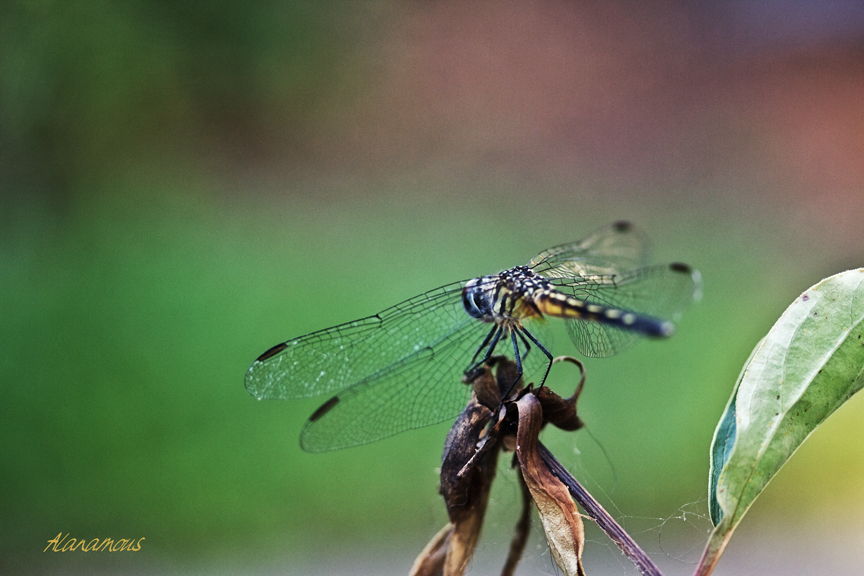 blue dasher, Packydiplax longipennis, dragonfly, yellow stripe, female dragonfly, , obelisk, insect photography, nature photography, Alanamous