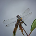 blue dasher, Packydiplax longipennis, dragonfly, yellow stripe, female dragonfly, , obelisk, insect photography, nature photography, Alanamous