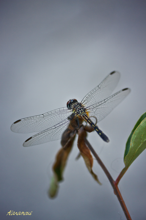 blue dasher, Packydiplax longipennis, dragonfly, yellow stripe, female dragonfly, , obelisk, insect photography, nature photography, Alanamous
