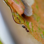 pavement ant, Tetramorium caespitum, insect, ant, insect, Alanamous, crepe myrtle, Lagerstroemia