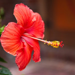 Floral, flower, flora, floral photography, flower photography, photography, Bloom, blossom, hibiscus, rose of Sharon, peach, orange