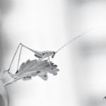 bush cricket, grasshopper, black, white, photography, insect, black and white, nature, nature photography, Alanamous