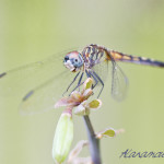 blue dasher, Packydiplax longipennis, dragonfly, yellow stripe, female dragonfly, , obelisk, insect photography, nature photography, Alanamous, insect, anthropoda, invertebrate, macro, bug, nature, close-up, close up, dragonfly, blue dasher, longipenis, rainbow, blue, female, Pachydiplax longipennis, insect photography, macro photography, nature photography