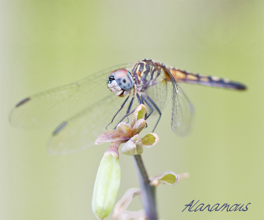 blue dasher, Packydiplax longipennis, dragonfly, yellow stripe, female dragonfly, , obelisk, insect photography, nature photography, Alanamous, insect, anthropoda, invertebrate, macro, bug, nature, close-up, close up, dragonfly, blue dasher, longipenis, rainbow, blue, female, Pachydiplax longipennis, insect photography, macro photography, nature photography