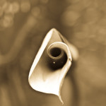 Floral, flower, flora, floral photography, flower photography, photography, Bloom, blossom, nature, macro, close up, close-up, close_up, beauty, beautiful, Virginia horticulture, garden, floral photography, nature photography, macro photography, calla lily, sepia, monochrome