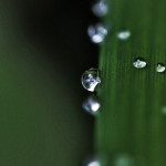 Floral, flower, flora, floral photography, flower photography, photography, Bloom, blossom, nature, macro, close up, close-up, close_up, beauty, beautiful, Virginia horticulture, garden, floral photography, nature photography, macro photography, water, water drop, droplet, rain, raindrop, lariope, nature’s jewelry,