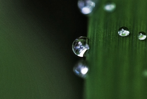 Floral, flower, flora, floral photography, flower photography, photography, Bloom, blossom, nature, macro, close up, close-up, close_up, beauty, beautiful, Virginia horticulture, garden, floral photography, nature photography, macro photography, water, water drop, droplet, rain, raindrop, lariope, nature’s jewelry,