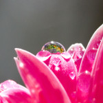 Floral, flower, flora, floral photography, flower photography, photography, Bloom, blossom, nature, macro, close up, close-up, close_up, beauty, beautiful, Virginia horticulture, garden, floral photography, nature photography, macro photography, water, water drop, droplet, rain, raindrop, gerbera, gerbera daisy, pink, nature’s jewelry,