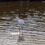 Egret, white egret, great white egret, bird, bird of prey, animal, wildlife, nature, Virginia wildlife, natural, genuine wildlife, wildlife photography, wildlife photograph, wildlife portrait, nature photography, nature photograph, nature portrait, animal photography, animal photograph, water bird, Larchmont, Norfolk, Virginia, Norfolk Virginia, Larchmont Norfolk, LaFayette River, Edgewater, Hampton Roads, Tidewater, golden hour, water, swamp, marsh, marshland, natural habitat, peaceful, charming, tranquil, Alanamous