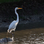 Egret, white egret, great white egret, bird, bird of prey, animal, wildlife, nature, Virginia wildlife, natural, genuine wildlife, wildlife photography, wildlife photograph, wildlife portrait, nature photography, nature photograph, nature portrait, animal photography, animal photograph, water bird, Larchmont, Norfolk, Virginia, Norfolk Virginia, Larchmont Norfolk, LaFayette River, Edgewater, Hampton Roads, Tidewater, golden hour, water, swamp, marsh, marshland, natural habitat, peaceful, charming, tranquil, Alanamous