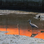 Nyctanassa violacea, Nyctanassa,animal, wildlife, nature, portrait, Virginia wildlife, wildlife photography, wildlife photograph, wildlife portrait, nature photography, nature photograph, nature portrait, animal photography, animal photograph, animal portrait, bird, heron, yellow crowned night heron,, yellow-crowned night heron, American night heron, squak, adult, birds of prey, water bird, birds in flight, St. Patrick Catholic School, Saint Patrick Catholic School, Saint Patrick, St. Patrick, Catholic School, swamp, marsh, marshland, natural habitat, Larchmont, Norfolk, Virginia, Norfolk Virginia, Larchmont Norfolk, neighborhood, LaFayette River, peaceful, charming, tranquil, Edgewater, Hampton Roads, Tidewater, small blue, red eye, white crown, yellow legs, orange legs