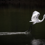 White Egret in Flight across Dark Background,Egret, white egret, great white egret, bird, bird of prey, animal, wildlife, nature, Virginia wildlife, natural, genuine wildlife, wildlife photography, wildlife photograph, wildlife portrait, nature photography, nature photograph, nature portrait, animal photography, animal photograph, water bird, bird in flight, St. Patrick Catholic School, Saint Patrick Catholic School, Saint Patrick, St. Patrick, swamp, marsh, marshland, natural habitat, Larchmont, Norfolk, Virginia, Norfolk Virginia, Larchmont Norfolk , LaFayette River, Edgewater, Hampton Roads, Tidewater, peaceful, charming, tranquil, yellow, golden hour, reflection, Alanamous