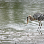 animal, wildlife, nature, portrait, Virginia wildlife, wildlife photography, wildlife photograph, wildlife portrait, nature photography, nature photograph, nature portrait, animal photography, animal photograph, animal portrait, bird, heron, great blue heron, blue heron, birds of prey, water bird, birds in flight, St. Patrick Catholic School, Saint Patrick Catholic School, Saint Patrick, St. Patrick, Catholic School, swamp, marsh, marshland, natural habitat, Larchmont, Norfolk, Virginia, Norfolk Virginia, Larchmont Norfolk, neighborhood, LaFayette River, peaceful, charming, tranquil, Edgewater, Hampton Roads, Tidewater, circle of life