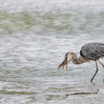 animal, wildlife, nature, portrait, Virginia wildlife, wildlife photography, wildlife photograph, wildlife portrait, nature photography, nature photograph, nature portrait, animal photography, animal photograph, animal portrait, bird, heron, great blue heron, blue heron, birds of prey, water bird, St. Patrick Catholic School, Saint Patrick Catholic School, Saint Patrick, St. Patrick, Catholic School, swamp, marsh, marshland, natural habitat, Larchmont, Norfolk, Virginia, Norfolk Virginia, Larchmont Norfolk, neighborhood, LaFayette River, peaceful, charming, tranquil, Edgewater, Hampton Roads, Tidewater, circle of life, rainbow trout, prey