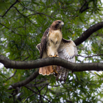 red tailed hawk on branch in sunlight at Old Dominion University with wing outstretched