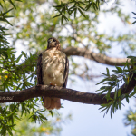 Animal, wildlife, wildlife photography, animal photography, nature photography, nature, natural, genuine wildlife, Virginia Wildlife,red tailed hawk on branch in sunlight at ODU Old Dominion University