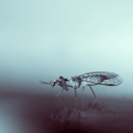 Mantid fly, fly, insect, anthropoda, invertebrae, cyanotype, macro, nature, close-up, close up, reflection, glass, wings, Virginia Wildlife, Virginia