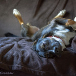 dogs, adorable, dog, animal, pet, portrait, pet photography, animal portrait, pet portrait, Norfolk, Virginia, Norfolk Virginia, animal photography, pet photography, animal photograph, pet photograph