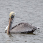 pelican, brown pelican, water bird, bird, animal, wildlife, virginia wildlife, wildlife photography, nature photography