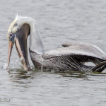 pelican, brown pelican, water bird, bird, animal, wildlife, virginia wildlife, wildlife photography, nature photography