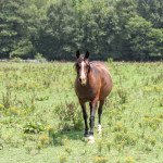 animal, animals, horse, farm, Franklin, Virginia,, animal photography, Arabian