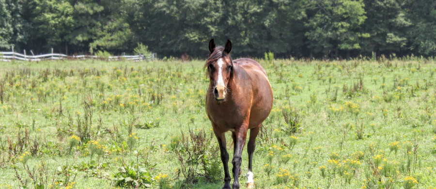 animal, animals, horse, farm, Franklin, Virginia,, animal photography, Arabian