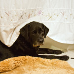 dogs, adorable, dog, animal, pet, portrait, pet photography, animal portrait, pet portrait, Norfolk, Virginia, Norfolk Virginia, animal photography, pet photography, animal photograph, pet photograph, cute, Labrador, Lab, labrador retriever, bathroom, yellow, senior lab, senior, black lab