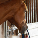 animal photograph, horse photo, horse photography, rescued horse, rescue animal, rescued animal, Donna Maria St. John, stable, barn, horse in stable, animal nose, horse head, looking through window, looking out, animal pen, friendly, open