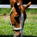 animals, equestrian, stable, barn, animal, animals, horse, farm,, Virginia,, animal photography