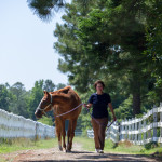 animal, animals, horse, equestrian, Beau, rescue horse, farm, Virginia, animal photography, portrait, one animal, single animal, quarter horse, bay horse, animal portrait, animal portraits, animal photography, animal photograph, horse photo, horse photography, rescued horse, rescue animal, rescued animal, Donna Maria St. John