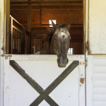 Sky, animal, animals, horse, equestrian, Beau, rescue horse, farm, Virginia, animal photography, portrait, stable, barn, horse in stable, animal nose, horse head, one animal, single animal, quarter horse, bay horse, looking through window, looking out, animal pen, friendly, open, animal portrait, animal portraits, animal photography, animal photograph, horse photo, horse photography, Donna Maria St. John, rescued horse, rescue animal, rescued animal