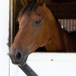 animal, animals, horse, equestrian, Beau, rescue horse, farm, Virginia, animal photography, portrait, stable, barn, horse in stable, animal nose, horse head, one animal, single animal, quarter horse, bay horse, looking through window, looking out, animal pen, friendly, open, animal portrait, animal portraits, animal photography, animal photograph, horse photo, horse photography, Donna Maria St. John, rescued horse, rescue animal, rescued animal