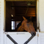 animal, animals, horse, equestrian, Beau, rescue horse, farm, Virginia, animal photography, portrait, stable, barn, horse in stable, animal nose, horse head, one animal, single animal, quarter horse, bay horse, looking through window, looking out, animal pen, friendly, open, animal portrait, animal portraits, animal photography, animal photograph, horse photo, horse photography, Donna Maria St. John, rescued horse, rescue animal, rescued animal, profile view
