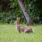 wildlife, wildlife photography, animal, animals, rabbit, bunny, nature, Virginia wildlife, Norfolk Virginia, cottontail