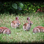 Animal, wildlife, wildlife photography, animal photography, nature photography, nature, natural, genuine wildlife, Virginia Wildlife, rabbit, bunny, cottontail